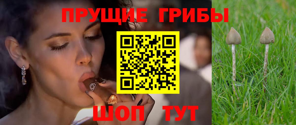Лыткарино  Галлюциногенные грибы прущие грибы  Вход с VPN 